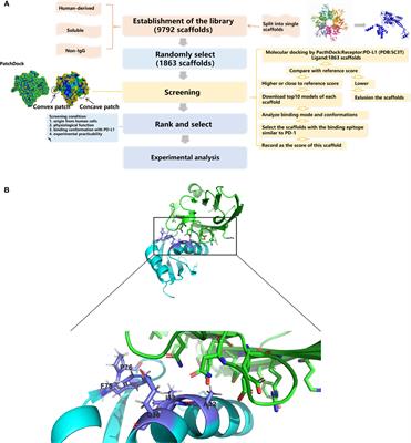 A Novel Type of PD-L1 Inhibitor rU1 snRNPA From Human-Derived Protein Scaffolds Library